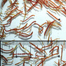 Gamma Mini Bloodworm Slice :: 0731070