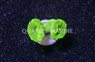 Trumpet Metallic Green :: 56326