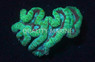 Open Brain Green w/ Maroon Ring :: 30999