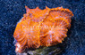 Red Bullseye Mushroom :: 55563