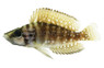Calvus Black Zaire :: 18129