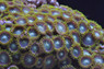 Zoa, Radioactive Dragon Eye :: 34550