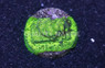 Wrinkle, Leptoseris :: 19151