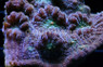 Chalice Big Emerald Green Eye :: 56637