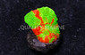 Australis, Neon Green w/Thin Red Stripes "Bleeding :: 19117