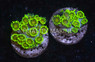 Flower Pot Green Super Metallic :: 81546