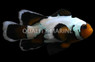 Longfin Snow Ocellaris Clownfish, Bali Aquarich :: 14204