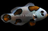 Tricolor Storm Ocellaris Clownfish, Bali Aquarich :: 14205