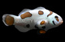 Mocha Storm Ocellaris Clownfish, Bali Aquarich :: 14206