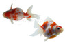 Sakura Ryukin Goldfish :: 51324