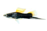 Black Swordtail :: 69036