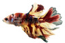 Halfmoon Multicolor, Male :: 32275