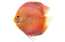 Diamond Ruby Discus :: 38495