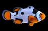 Picasso Percula Clownfish, A2, Bali Aquarich :: 14213