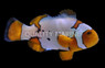 Extreme Snow Onyx Percula Clownfish, Bali Aquarich :: 14217