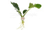 Anubias barteri 'Wrinkle Leaf' :: 61874