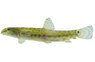 Sri Lanka River Loach :: 93809