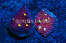 Chalice Red w/ Yellow Eyes :: 93062