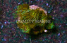 Yellow, Nano :: 55704