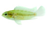 Dwarf Macmasteri :: 18307