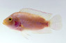 Jack Dempsey Pink :: 18351