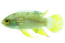 Dwarf Flag Curviceps :: 18382
