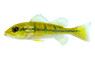 Peacock Bass - Orinoco :: 18398