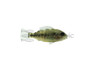 Tomocichla tuba :: 18419