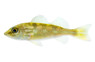 Peacock Bass - Monoculus Cichlid :: 18454