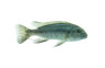 Galanos 'Mbenji' :: 18612