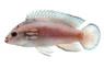 Jewel Turkana Cichlid :: 18211