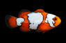 Snowflake Ocellaris Clownfish, QM Labs :: 14194