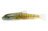 Vietnam Tiger Hillstream Loach :: 50592
