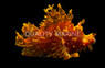 Yellow Lacy Scorpionfish :: 28060