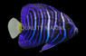 Asfur Angelfish, Juvenile Bali Aquarich :: 10216