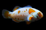 Premium Storm Ocellaris Clownfish , Bali Aquarich :: 37818
