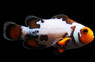 Bullet Hole Ocellaris Clownfish :: 14171