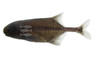 Roundnose Mormyrids :: 49006