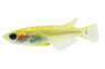 Stardust Golden Medaka Rice Fish :: 88546