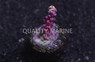 Acropora, Victoria's Secret :: 55977