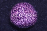 Stylocoeniella, Sweet Heart :: 87617