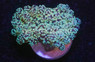 Grape Cristata, Black tentacles w/ Orange Tips :: 88823