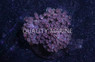 Flower Pot, Branching Velvet W/ Pink Center :: 95855