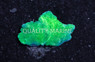 Cabbage, Green, Nano :: 51572