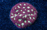 Brain Green Center w/Red Rim Frag :: 35898