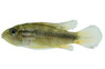 Dwarf Agassizii Cichlid :: 18392