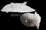 Moon-Headed Sea Hare :: 55042