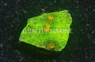 Mycedium, Space Invader :: 12914