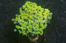 Hammer Branch, Green/Gold :: 55327