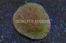 Porites :: 25933